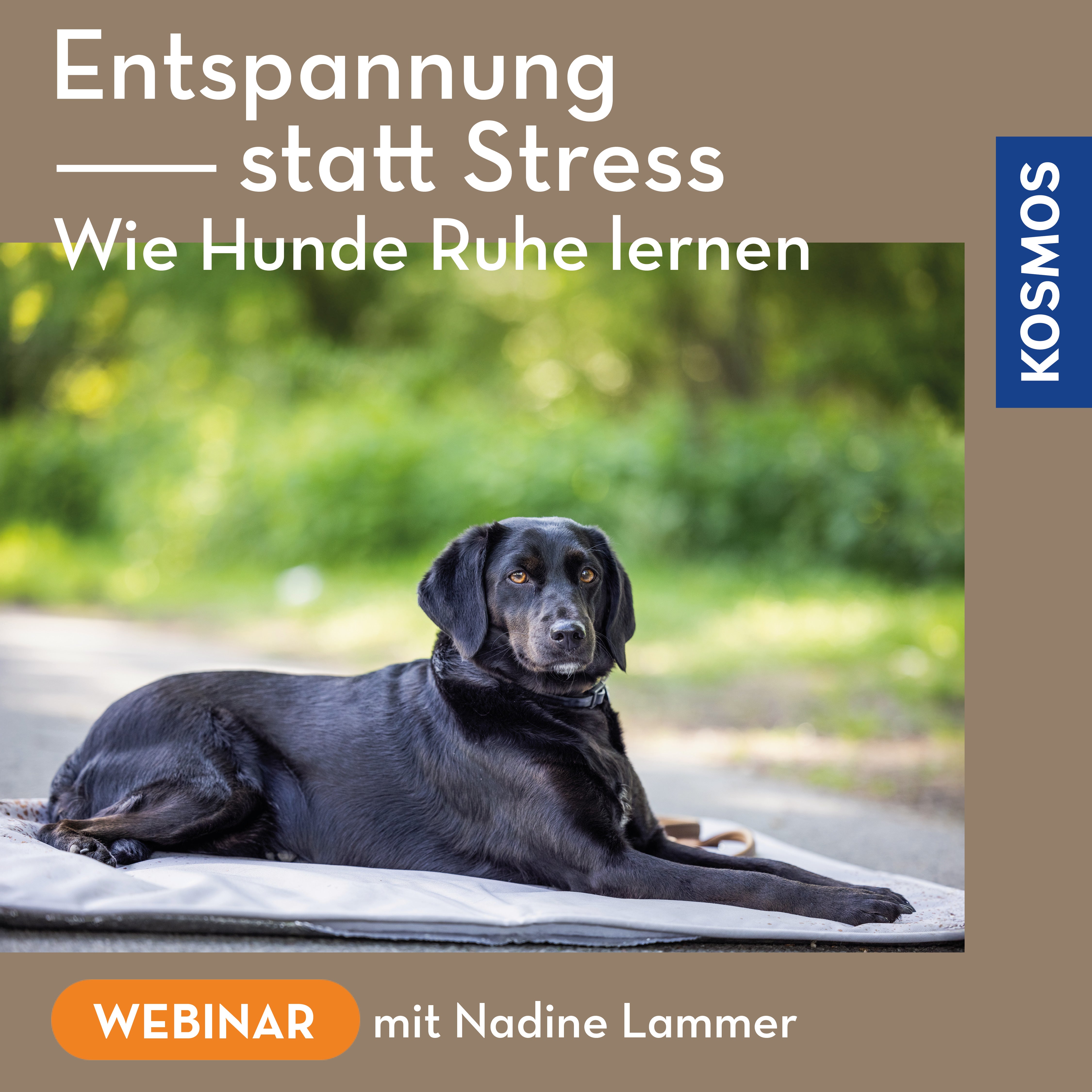 Entspannung statt Stress – Wie Hunde Ruhe lernen