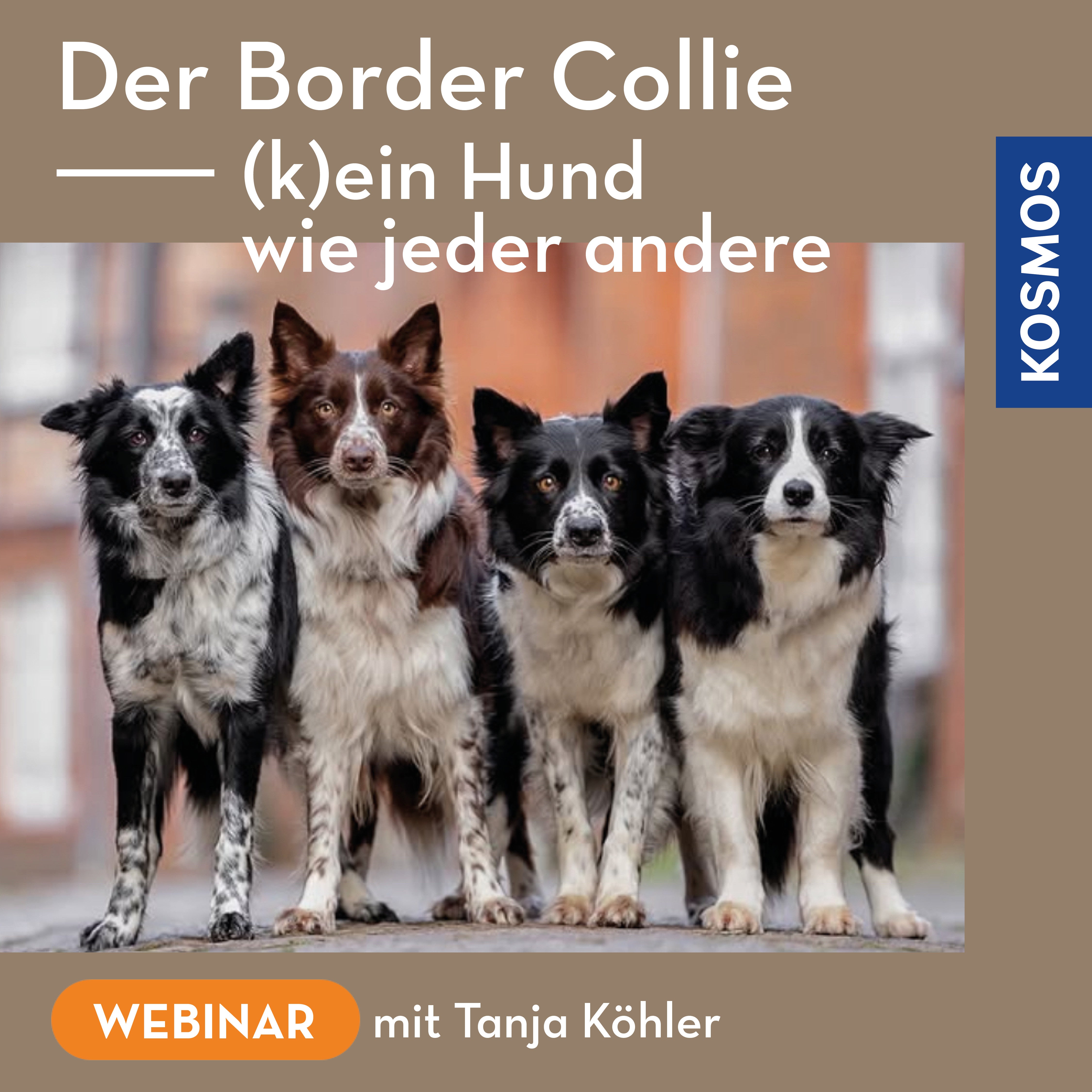 Der Border Collie – (k)ein Hund wie jeder andere