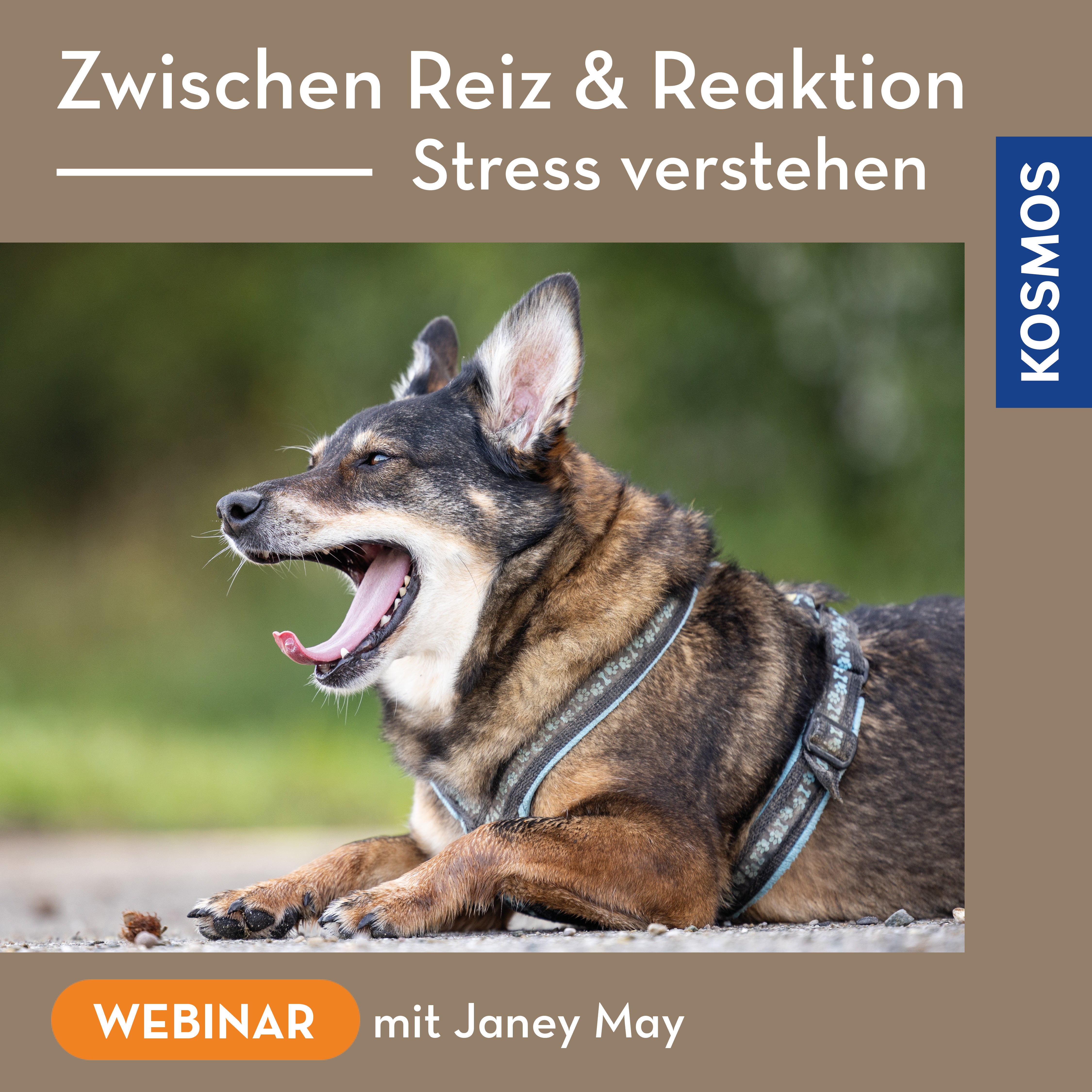 Zwischen Reiz & Reaktion – Stress verstehen