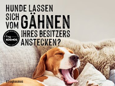Hund