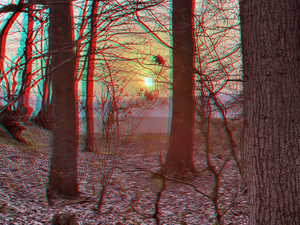 3D-Bild: Wald