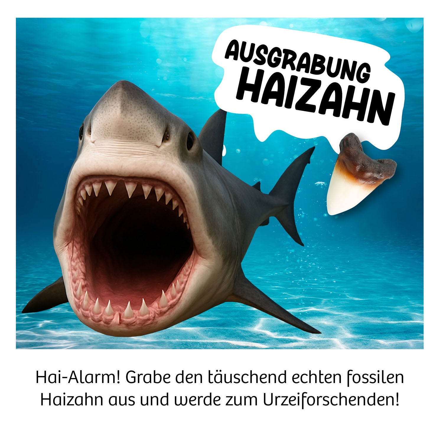 Ausgrabung Haizahn