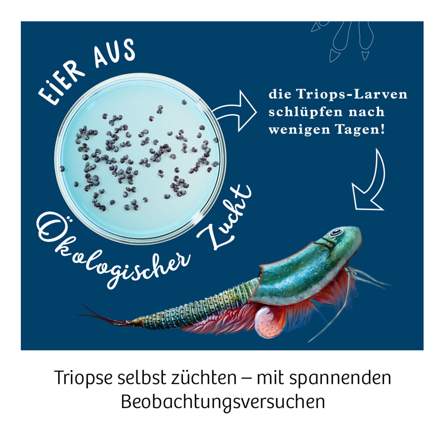 Triops-Welt