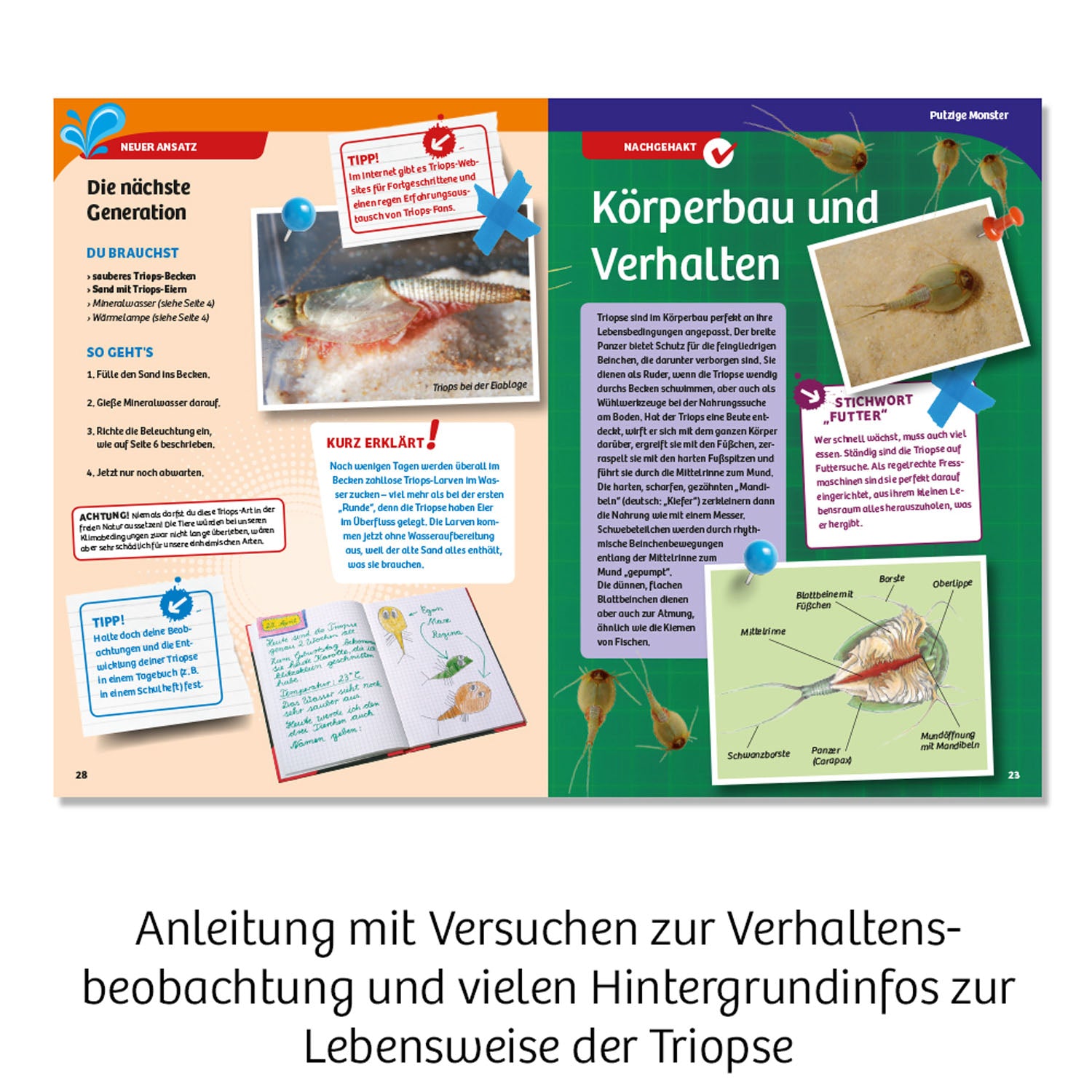 Triops-Welt