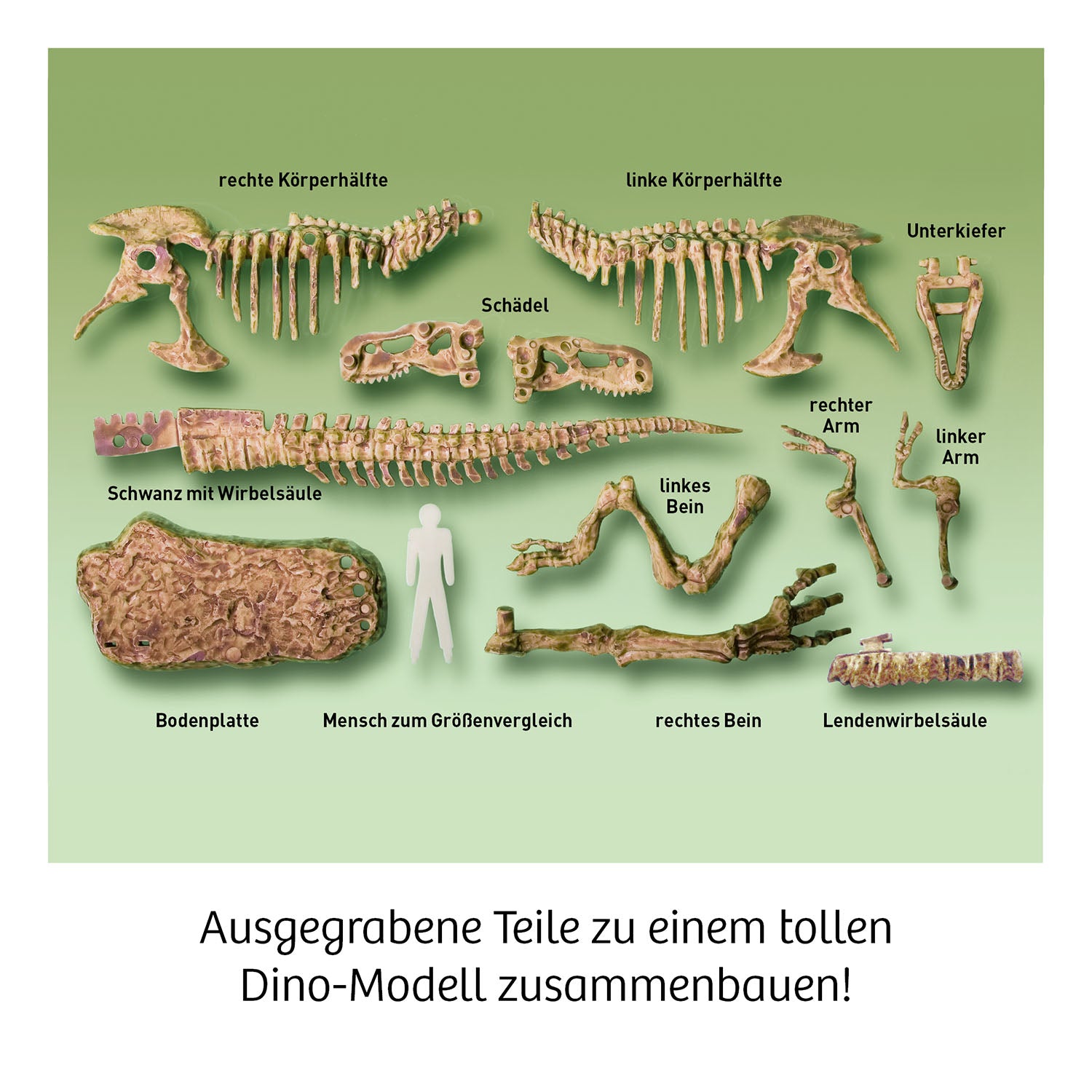 T-REX - 3D