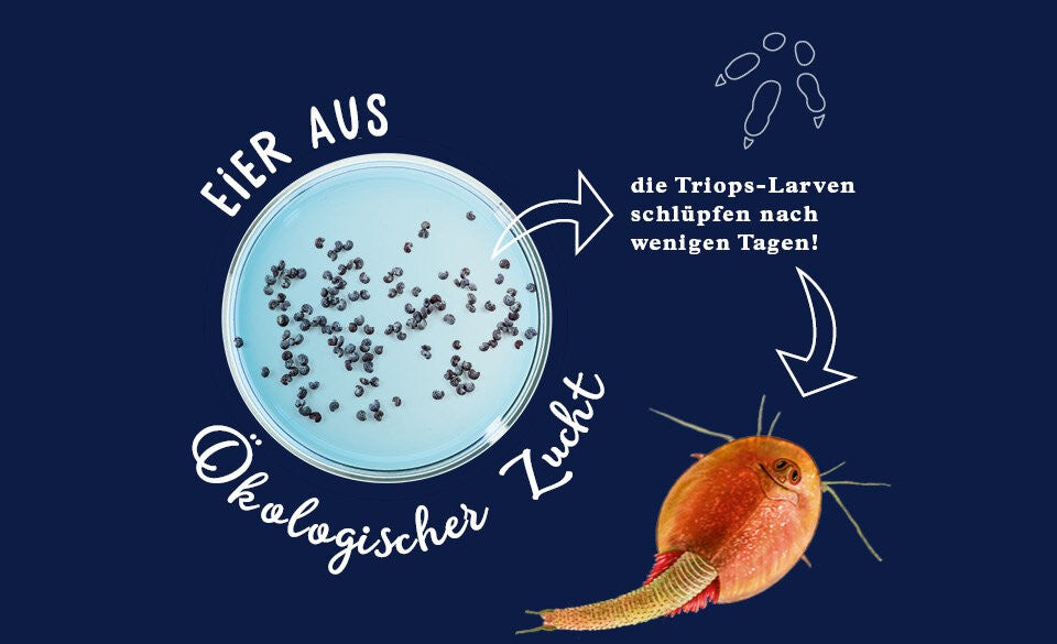 Lebendige Urzeit-Krebse im Kinderzimmer