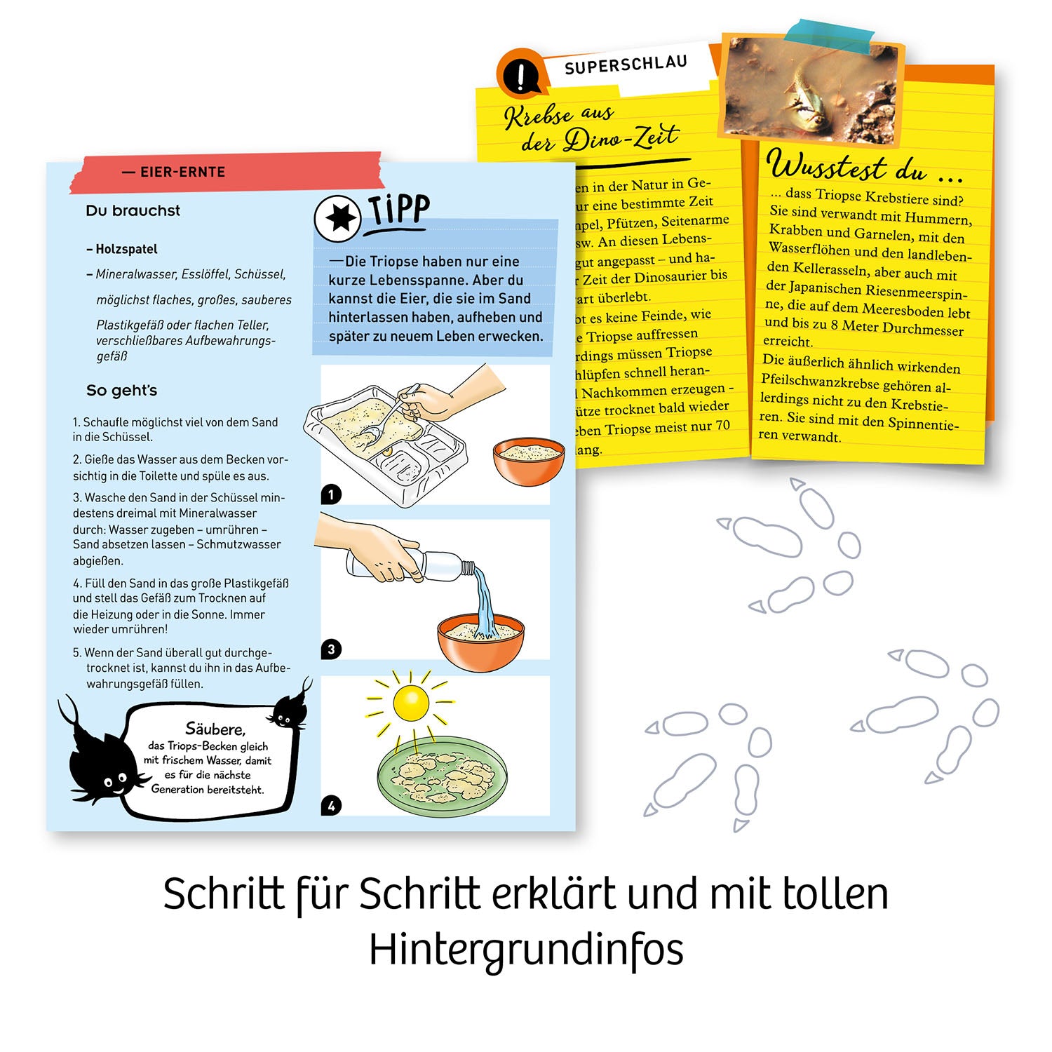 Fun Science Triops züchten