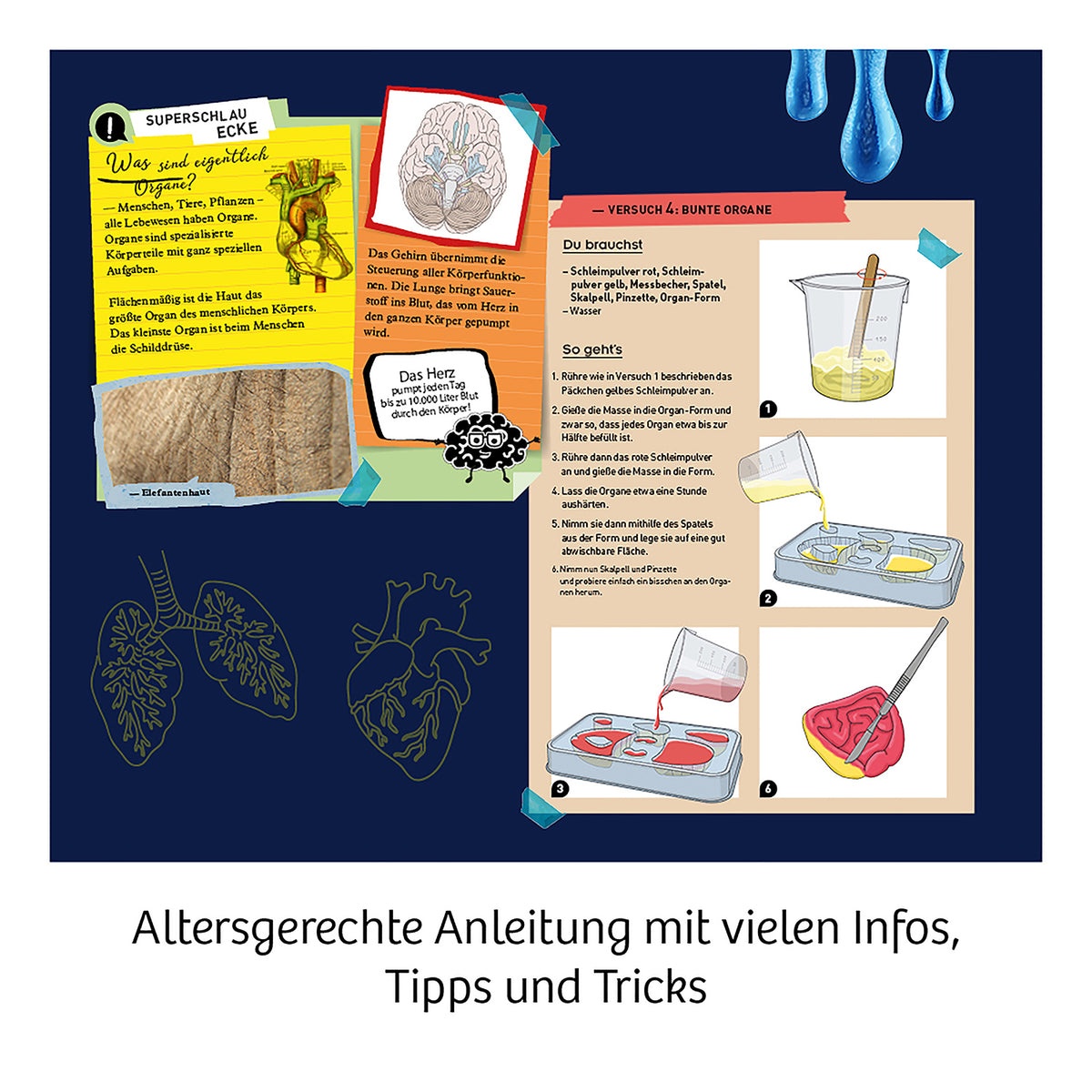 Fun Science Glibber-Organe