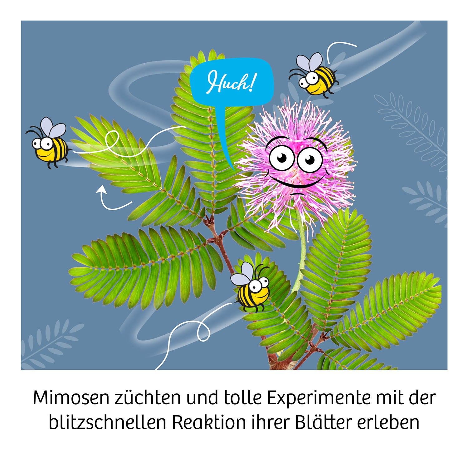 Mimosen-Garten