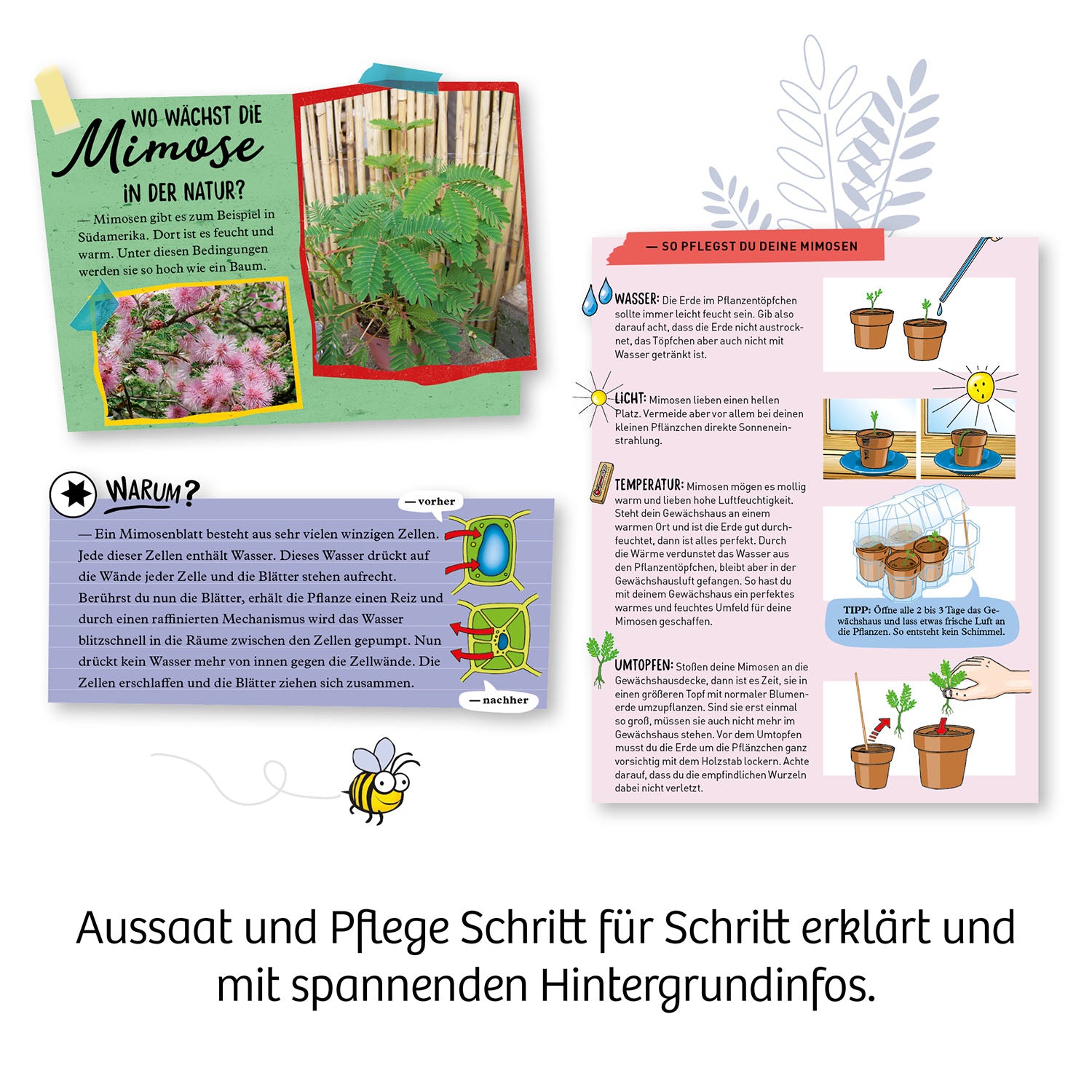 Mimosen-Garten
