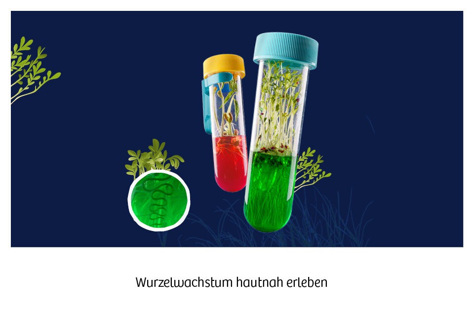 Wie wachsen Pflanzen?