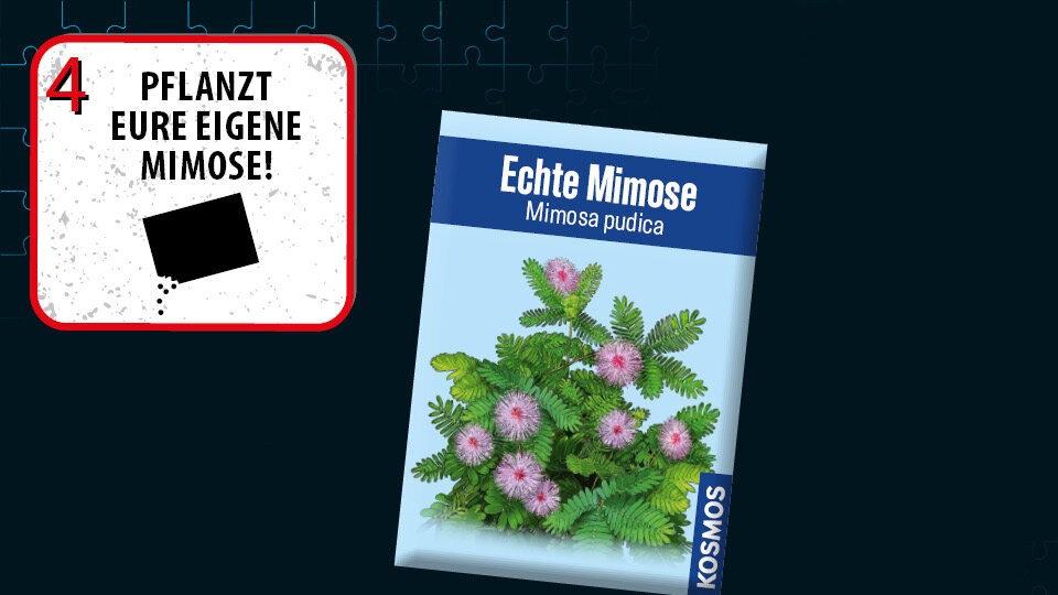 Eigene Pflanze heranziehen