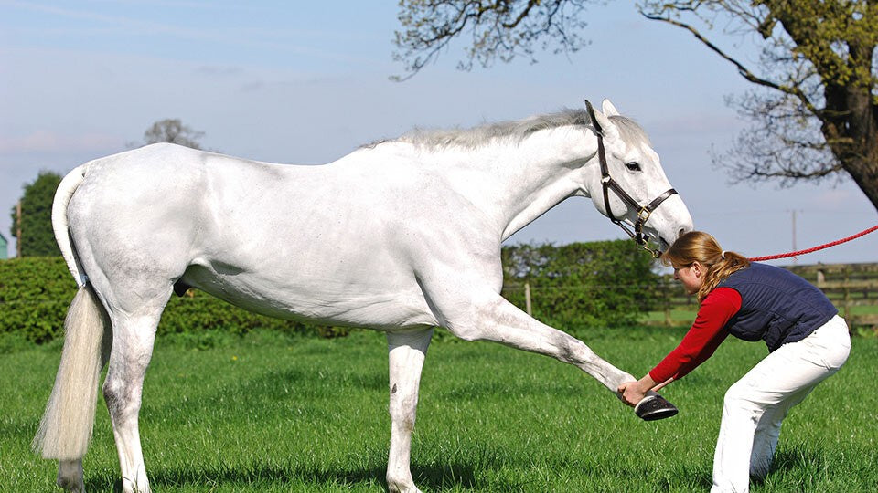 Reiten anatomisch erklärt