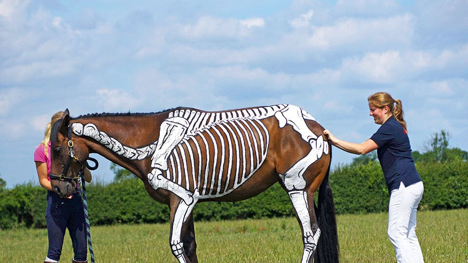 Springreiten aus anatomischer Sicht