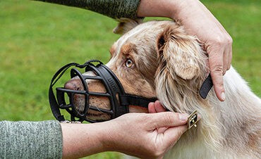 Sinnvoll für alle Hunde