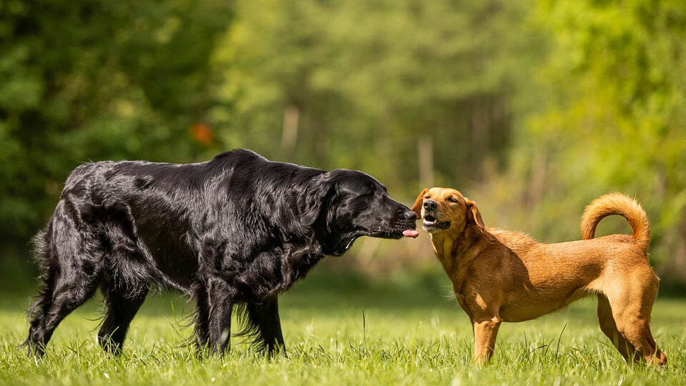 Entschlüssle das Verhalten deines Hundes