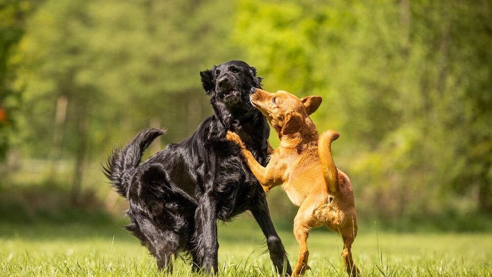 Mehr Sicherheit bei Hundebegegnungen dank Videoanalysen