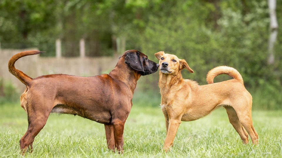 Verstehe die Sprache der Hunde – und werde ein souveräner Hundehalter