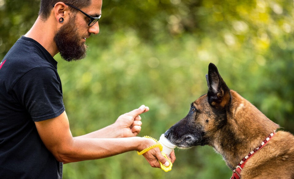 Modulares Training für deinen Hund