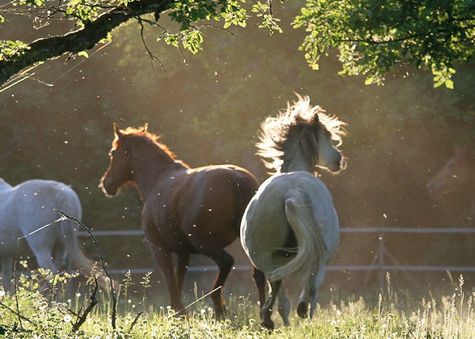 Basislektionen für gutes Reiten