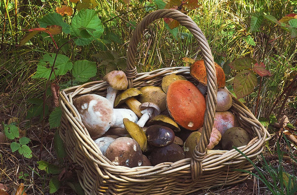 Pilze und Naturschutz