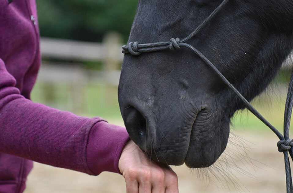 Horse Speak® verändert alles