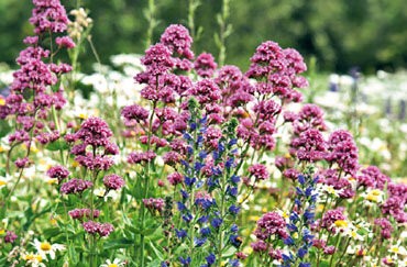 Bunt und bienenfreundlich