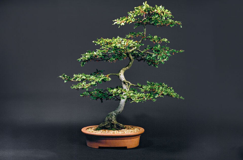 Bonsai – eine Philosophie