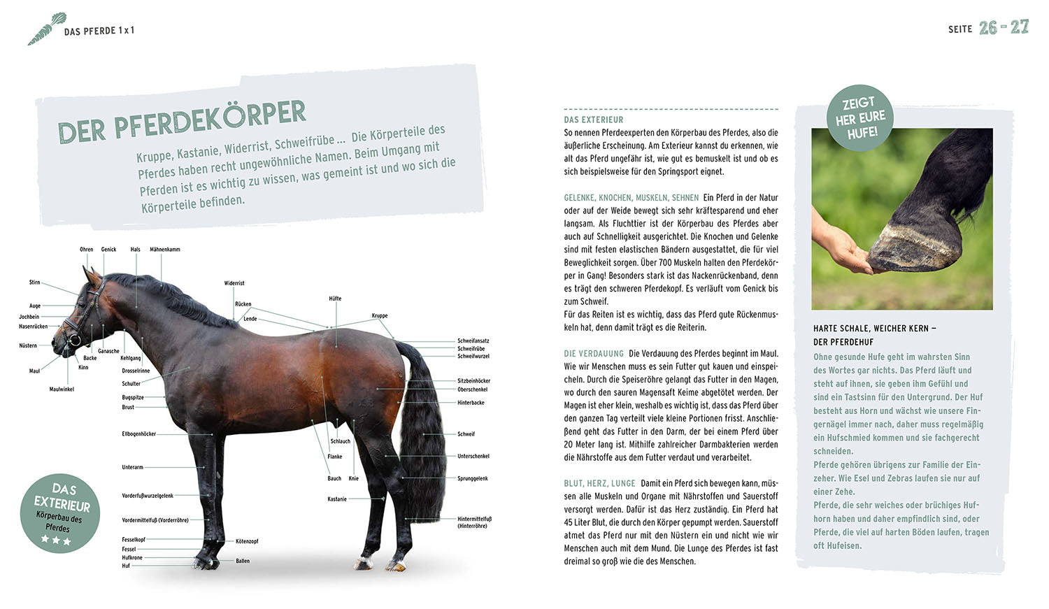 The Horse Book for Kids