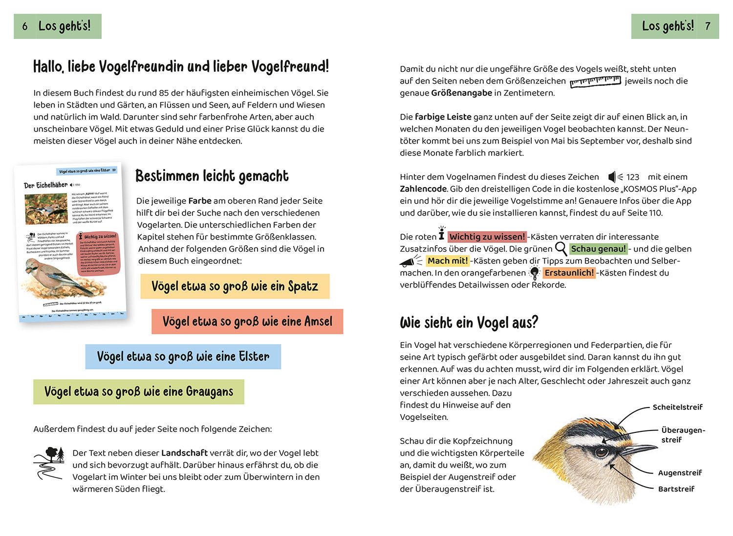Was fliegt denn da? Kindernaturführer