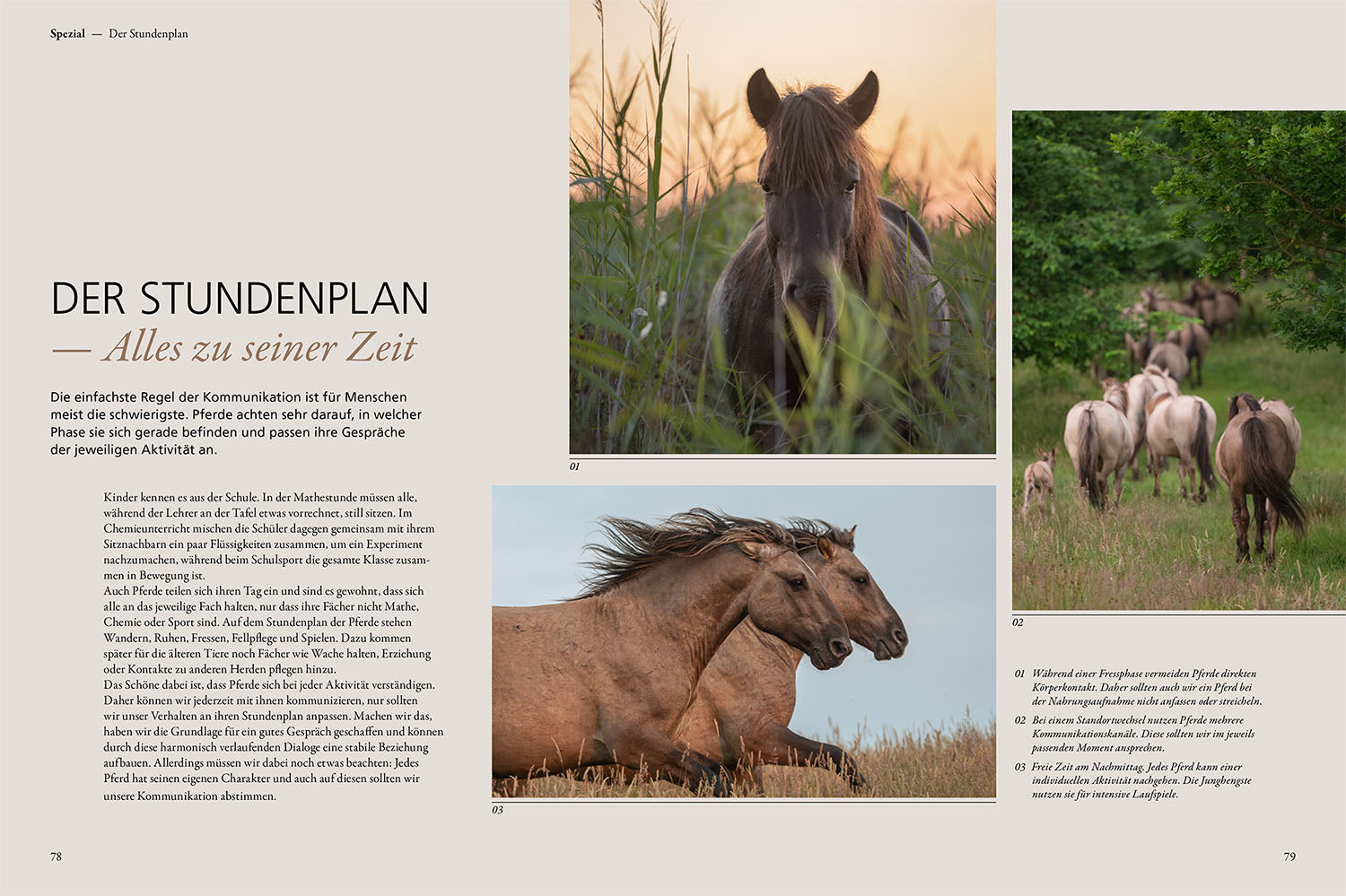 Talking to Wild Horses