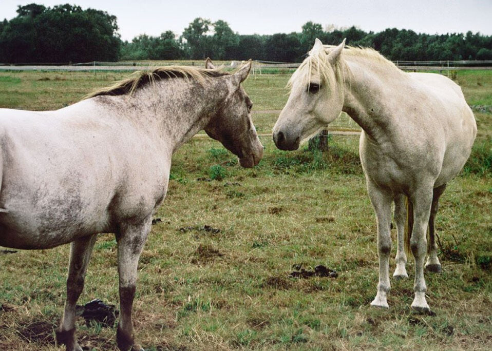 Rund um dein Pferd