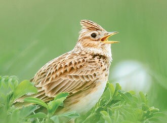 Ein Hobby für jedermann