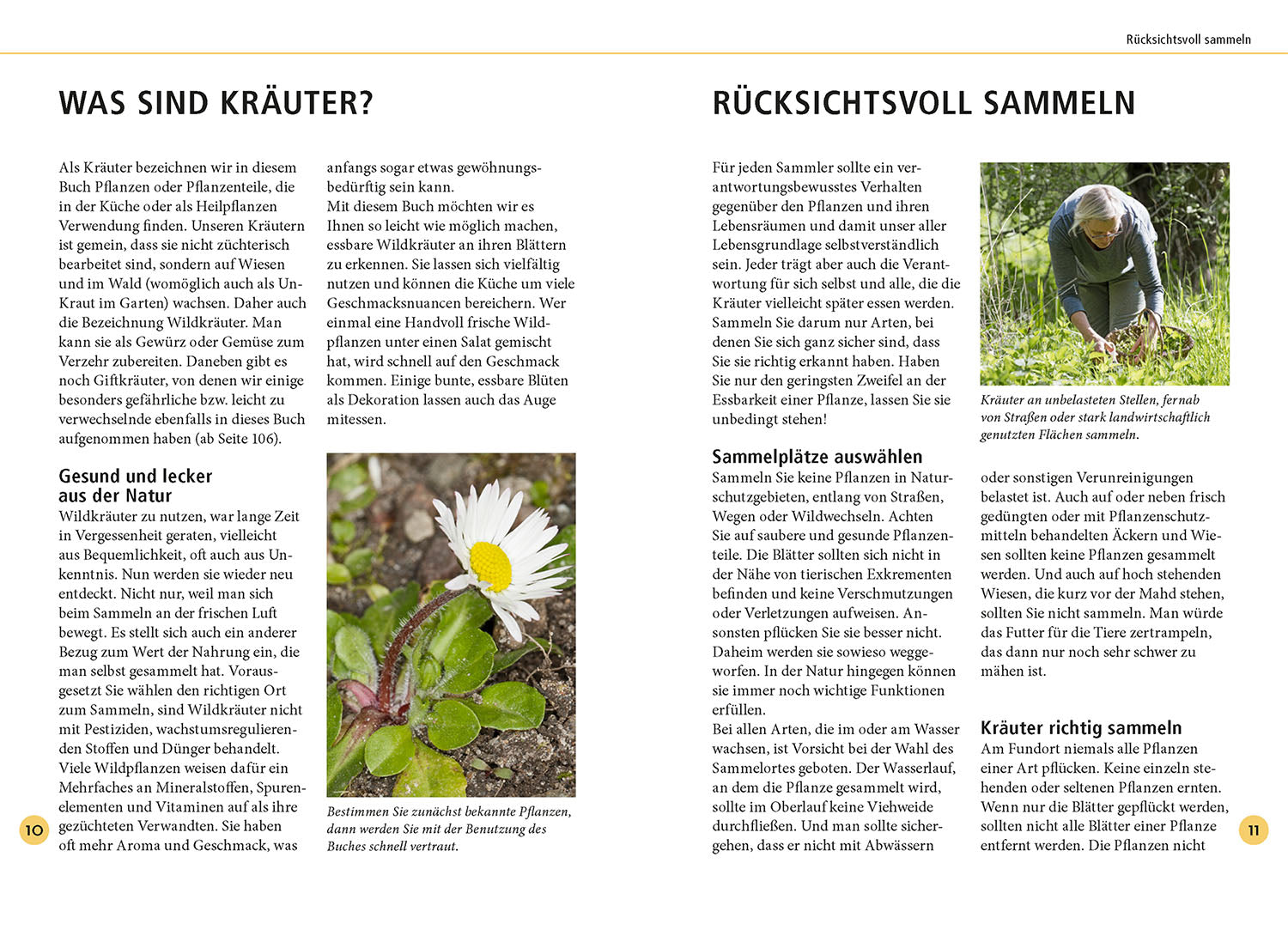Identifying wild herbs by leaf