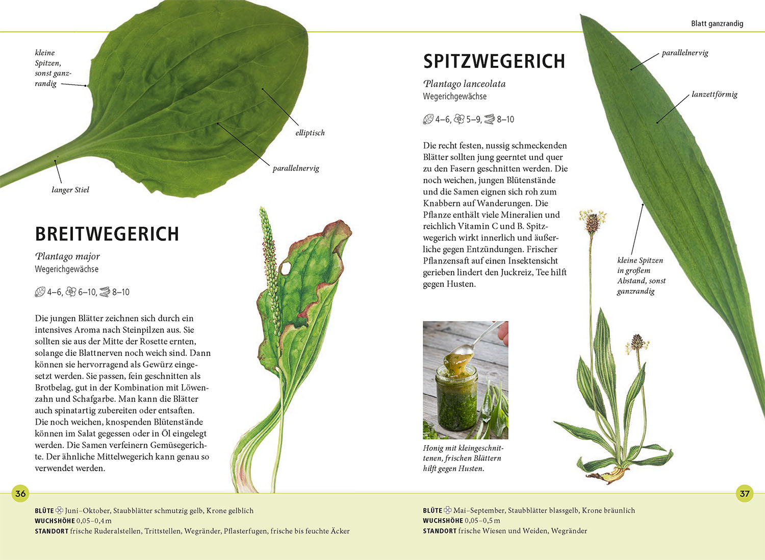 Identifying wild herbs by leaf