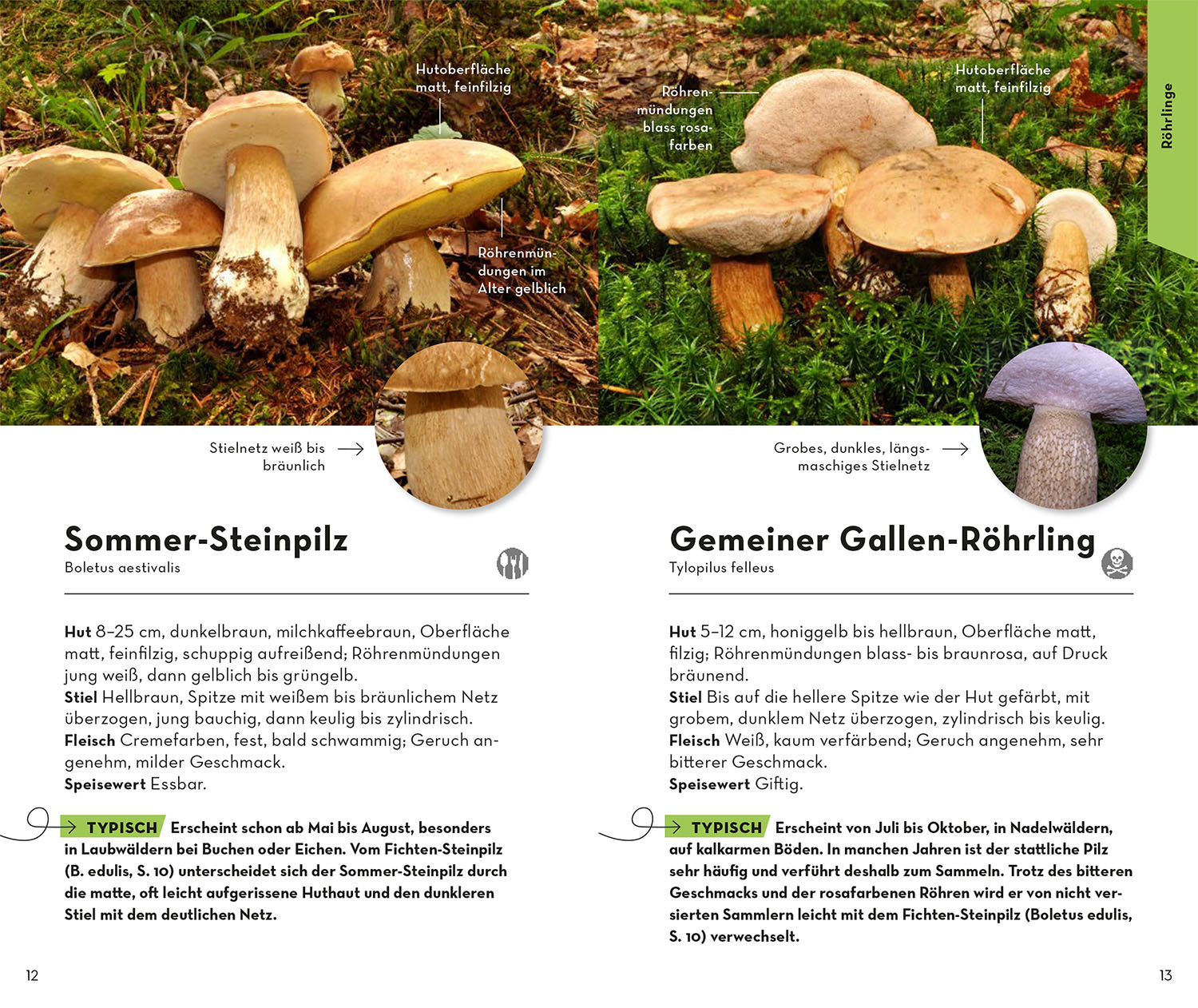 BASIC Mushrooms
