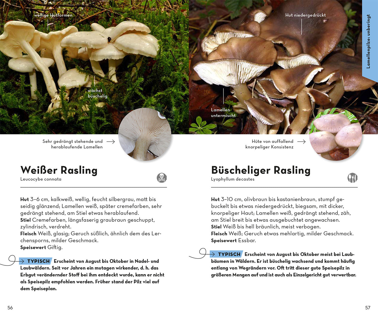 BASIC Mushrooms
