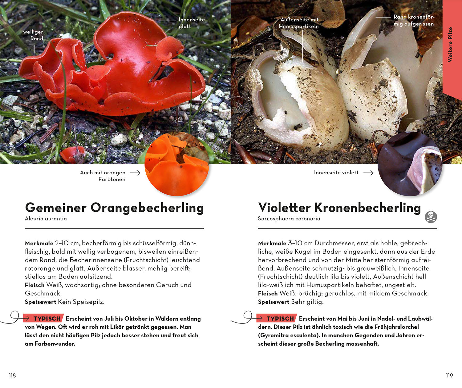BASIC Mushrooms