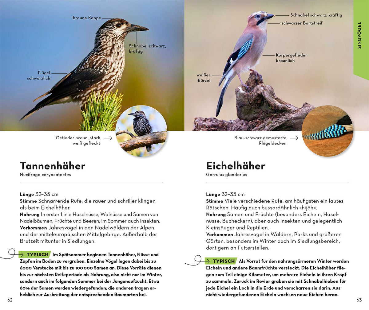 BASIC Gartenvögel