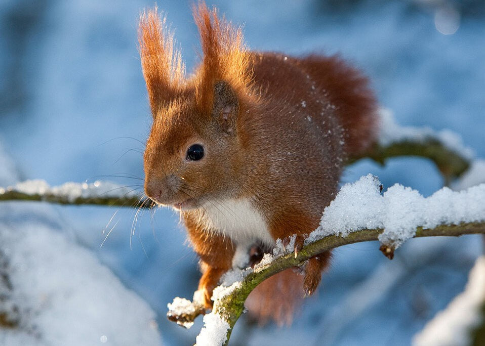 Das Eichhörnchen-Jahr