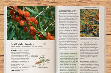 Wildkräuter erobern die Küche