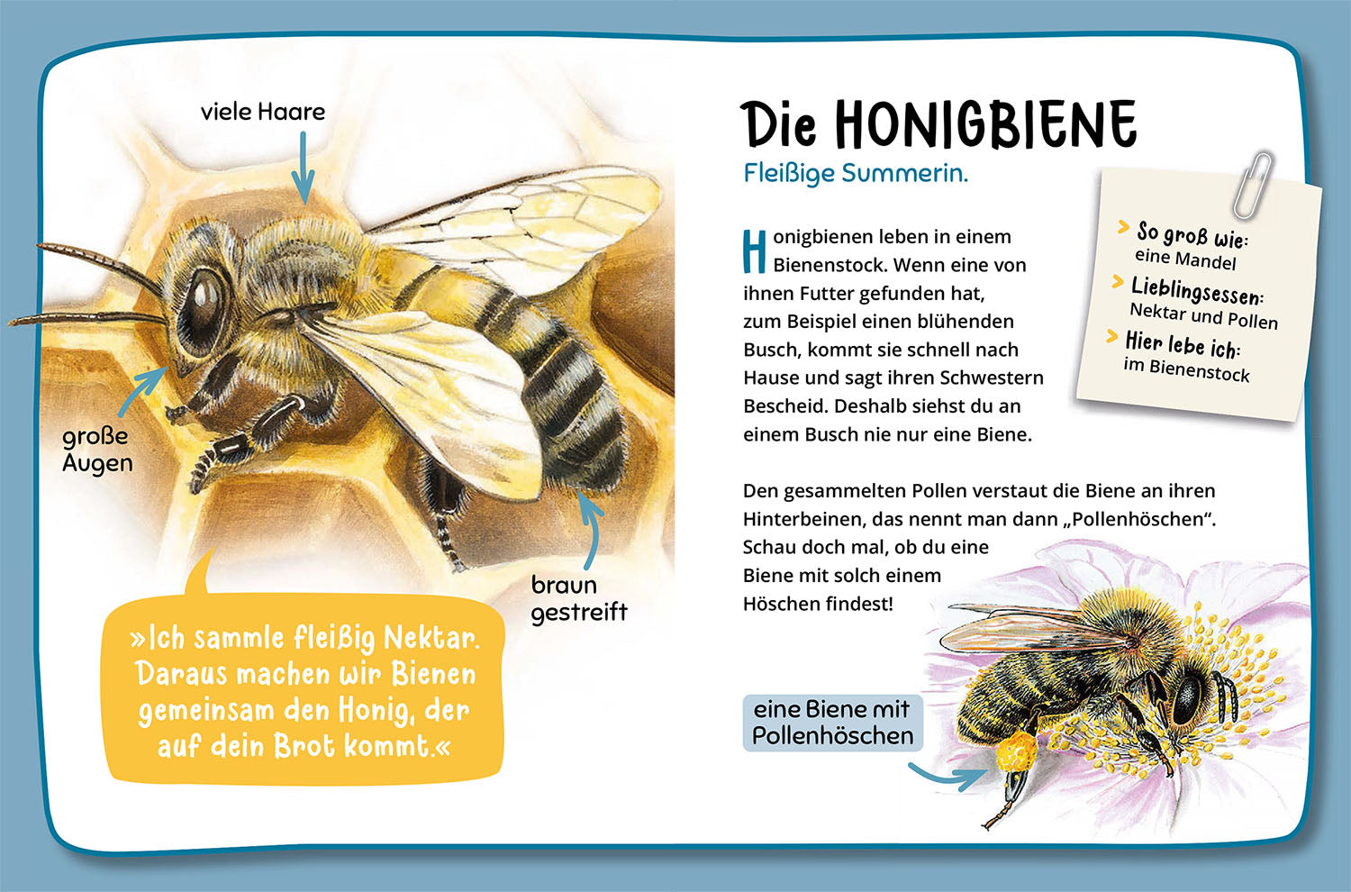 Mein erster Naturführer, Was krabbelt denn da?