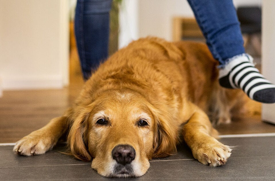 Wie Hund sich bettet, so liegt er