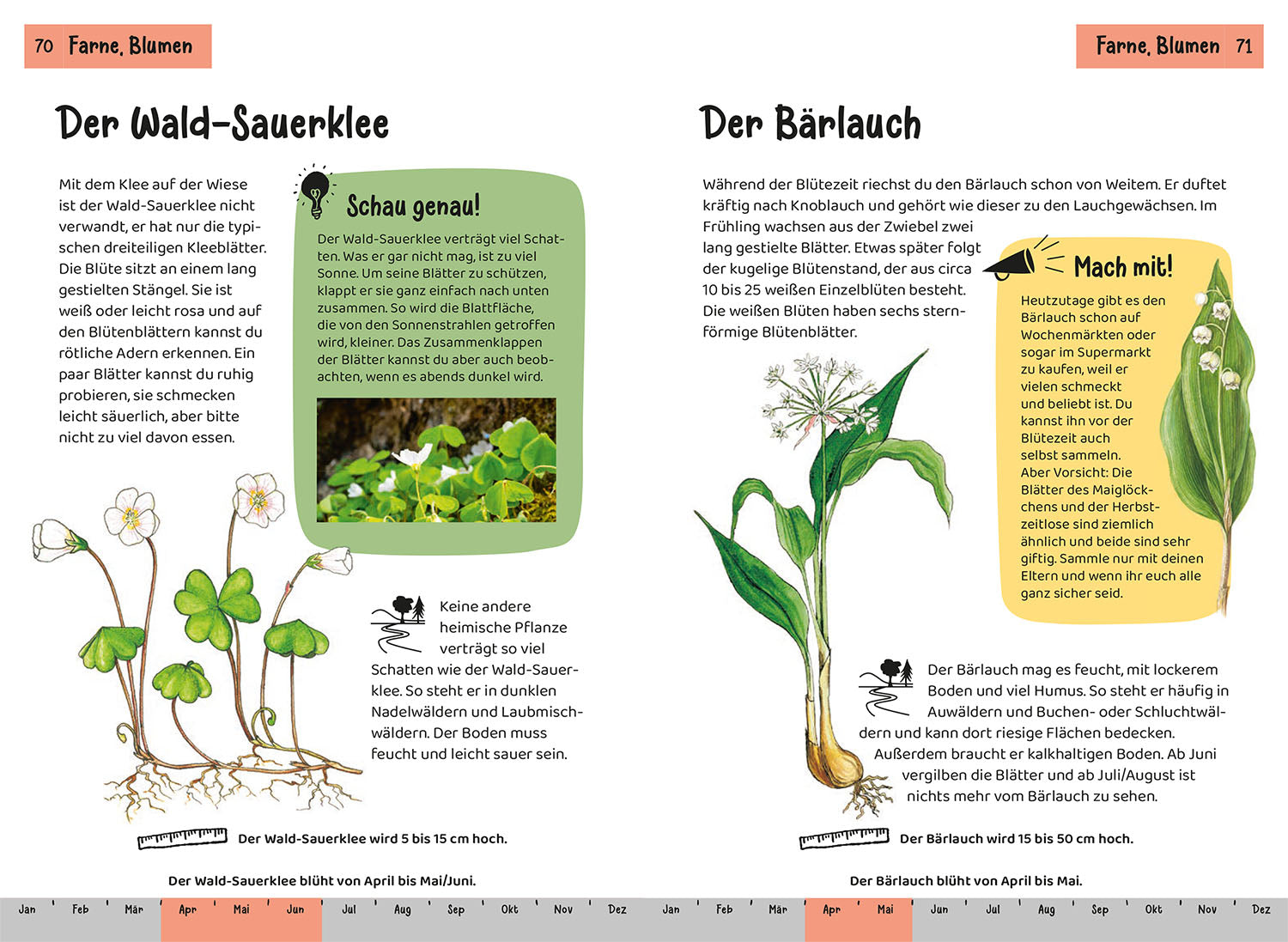 What lives in the forest? Children's Nature Guide