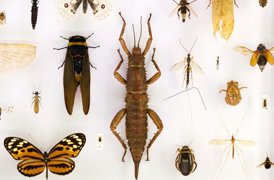 Planet der Insekten