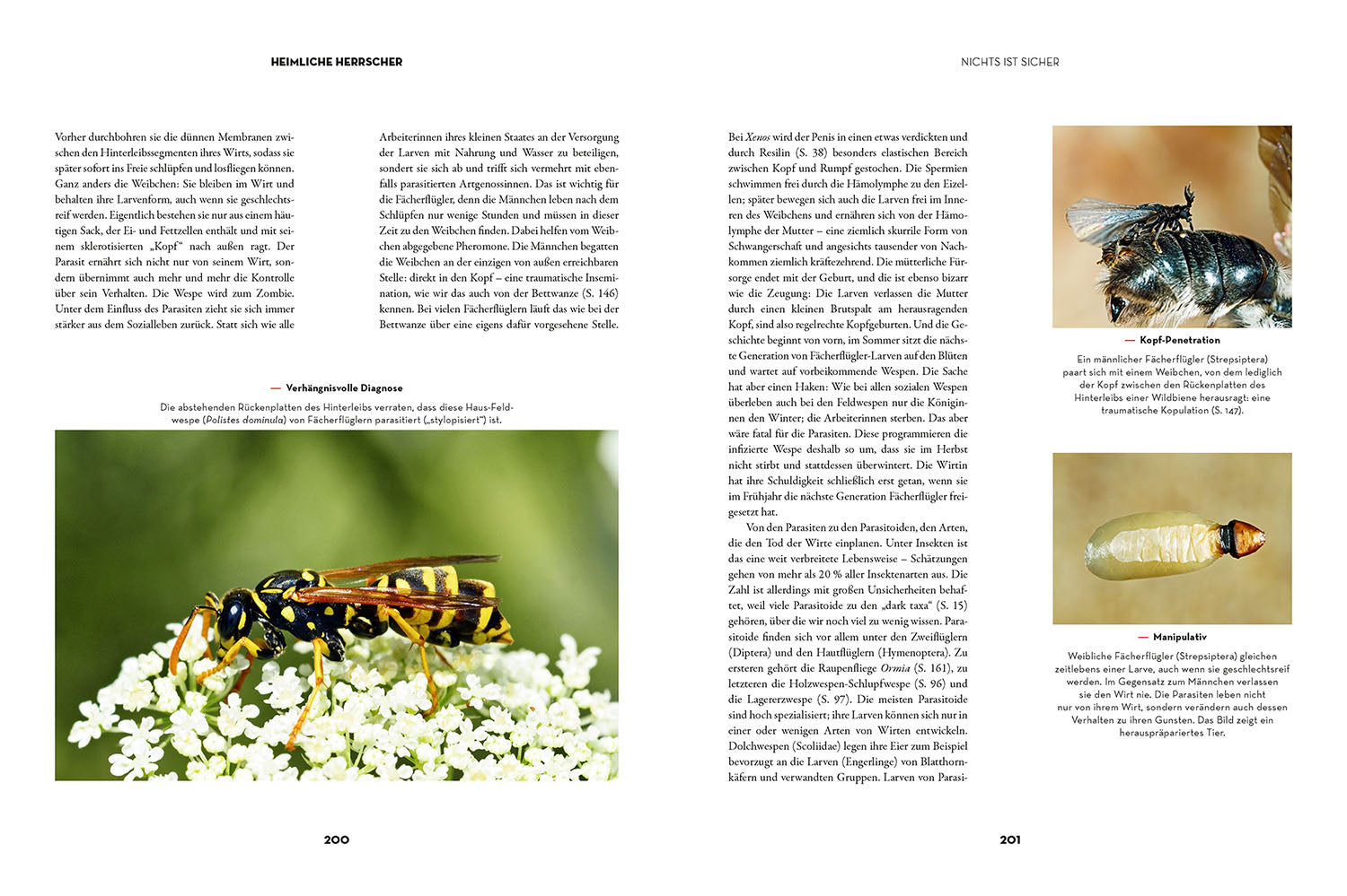 Insects - Secret Rulers