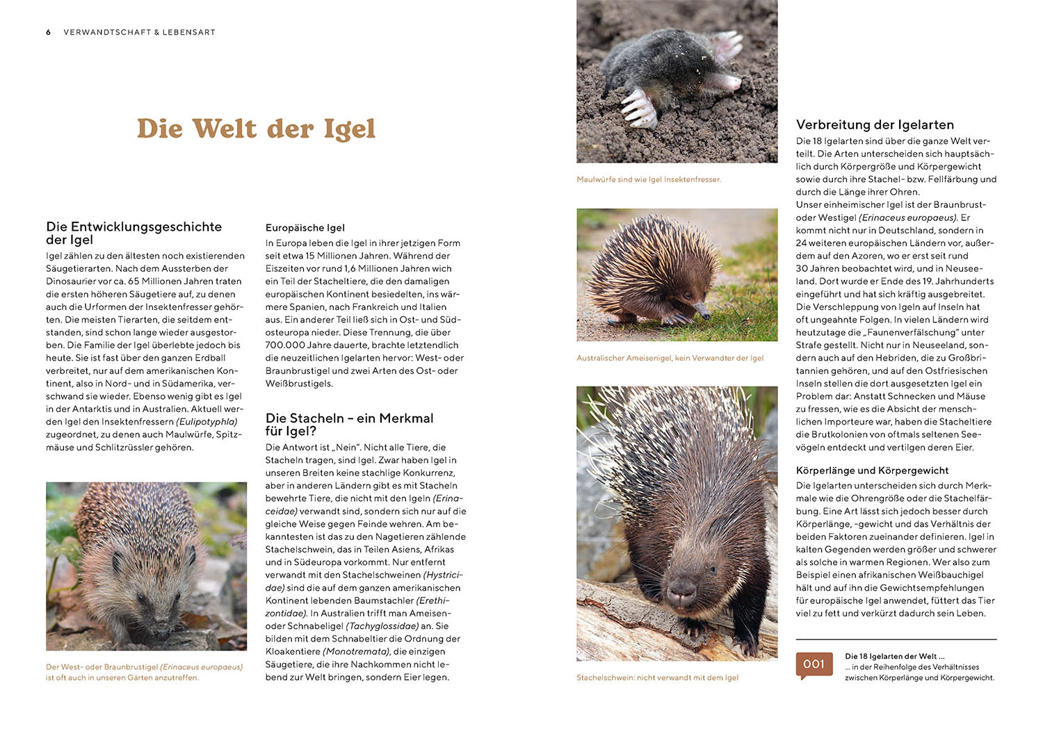 Hedgehogs in the Garden
