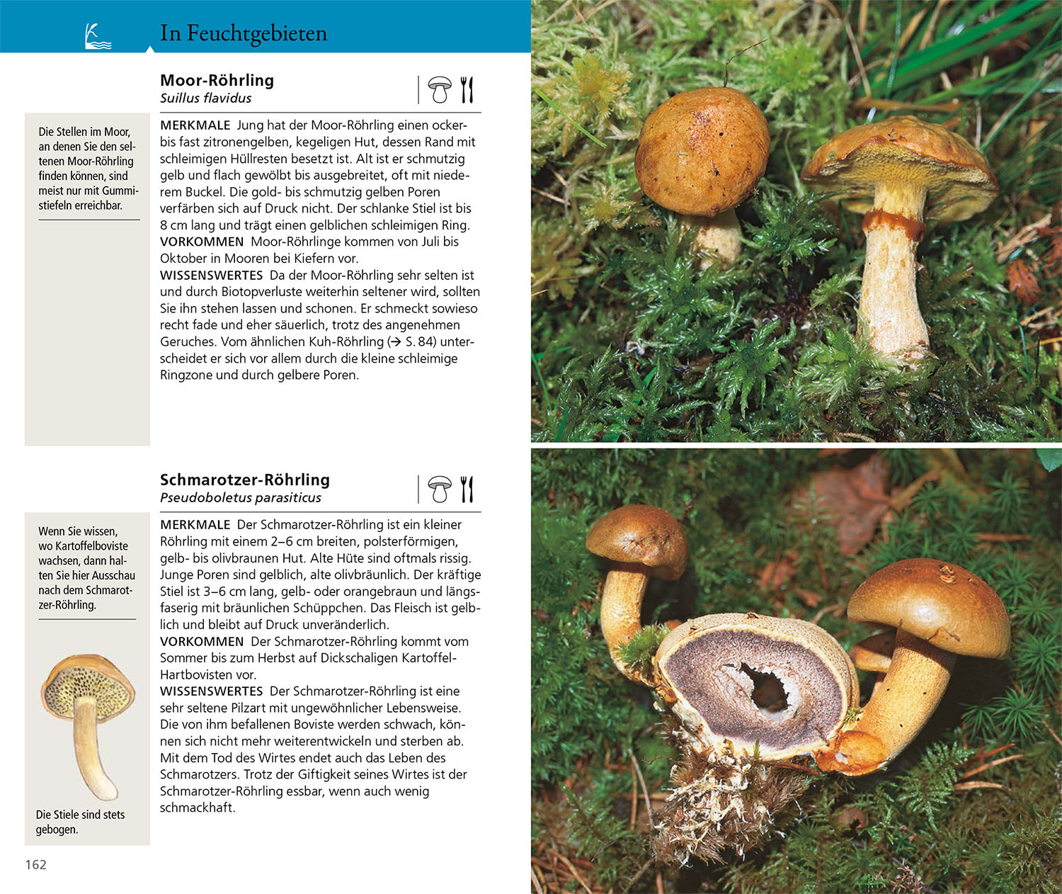 Kosmos Mushroom Guide for on the go