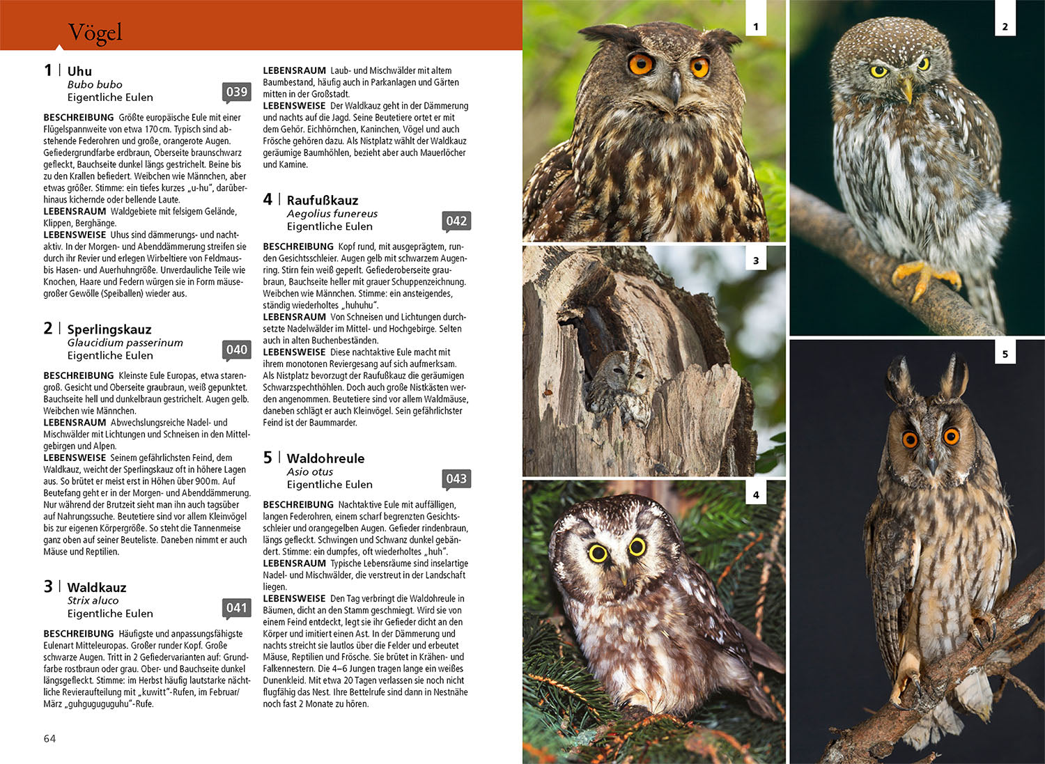 The Cosmos Woodland Guide