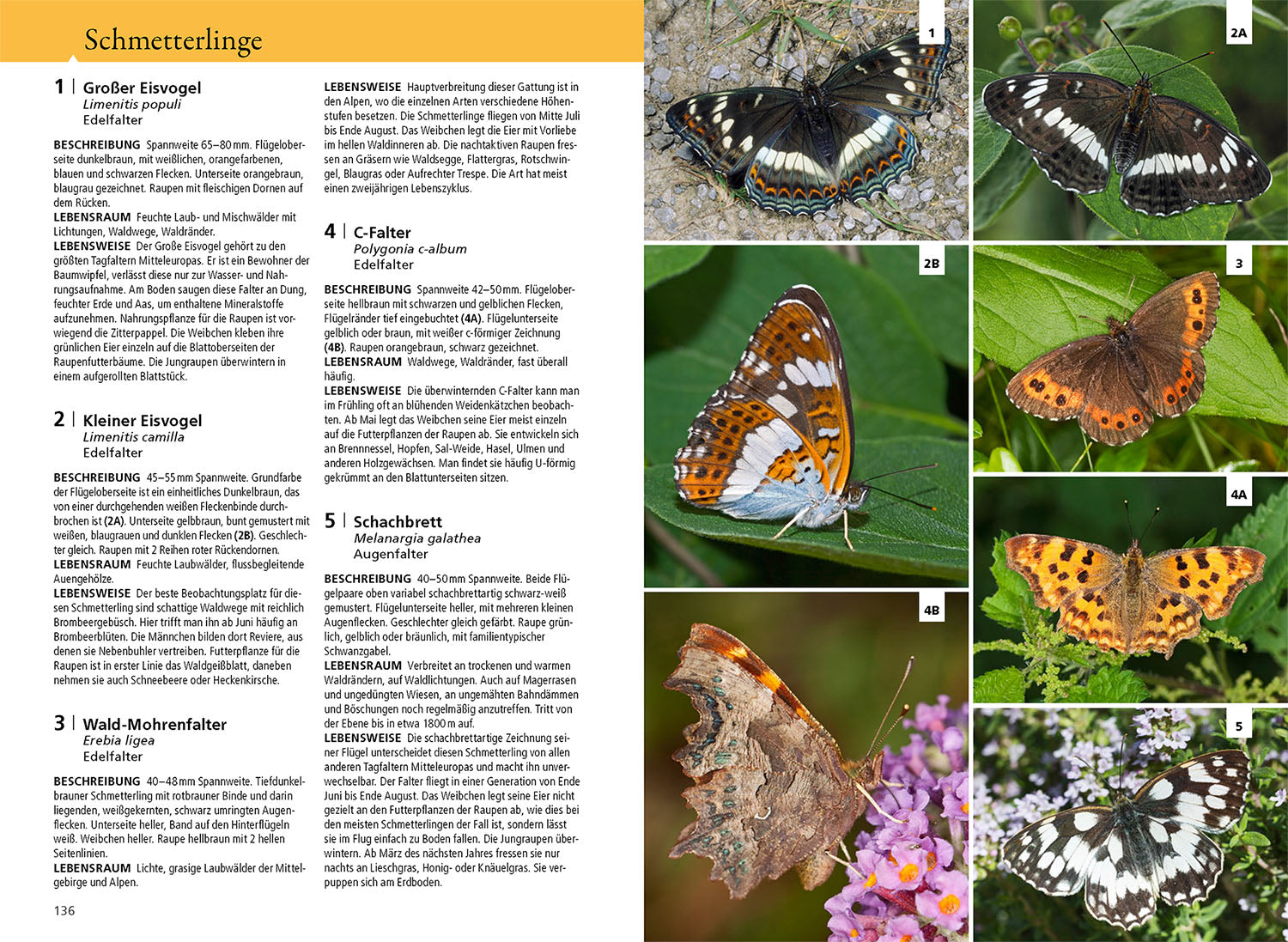 The Cosmos Woodland Guide